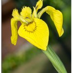 Blüte 18.05.25