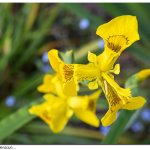 Blüte 18.05.25