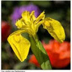 Blüte 18.05.25