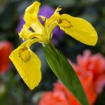 Blüte 18.05.25