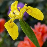 Blüte 18.05.25