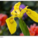 Blüte 18.05.25