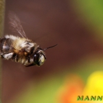 Schwebefliege 06.05.10