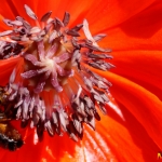 Mohn mit Biene 05.06.10