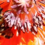 Mohn mit Biene 05.06.10