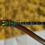 Libelle 25.07.10
