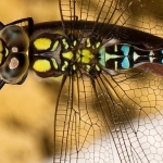 Libelle 25.07.10