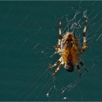 KREUZSPINNE 03.09.12