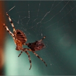KREUZSPINNE 03.09.12