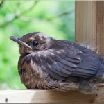 kleine Amsel 18.06.13