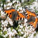 Schmetterlinge 11.03.14