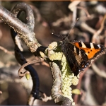 Schmetterling 12.03.14