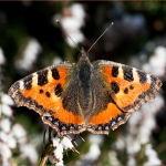 Schmetterling