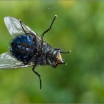 Fliege 04.10.15