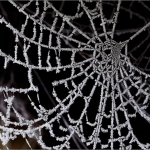 Spinnennetz 21.01.16