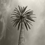 Palma-Palme, 24.09.17