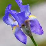 Blume, 24.05.20