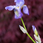 Blume, 24.05.20