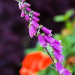 Lupine, 03.06.20