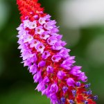 Orchideen-Primel, 18.06.20