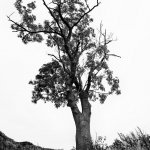 Groden, Baum, 01.10.20