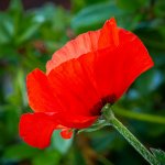 10.06.23 Mohnblüte
