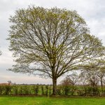 27.03.24 Huddestorf