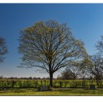 Friedhof Huddestorf  07.04.25