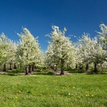 Altes Land, 22.04.19