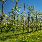 Altes Land, 22.04.19