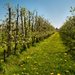 Altes Land, 22.04.19