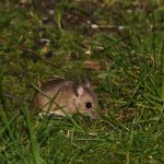 Maus, 14.03.20