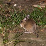 Maus, 14.03.20
