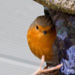 Rotkehlchen, 16.03.20