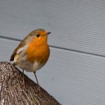 Rotkehlchen, 16.03.20