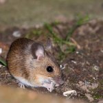 Maus, 16.03.20