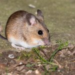 Maus, 16.03.20