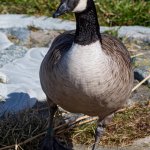27.03.21 Kanada-Gans