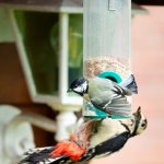 Meise - Buntspecht, 26.05.21