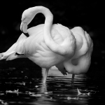 Wingst-Zoo, Rosaflamingo, 03.06.18