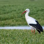 14.03.21 Storch in Nordleda